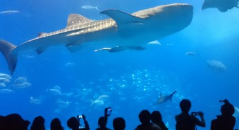 青の洞窟シュノーケル＆沖縄美ら海水族館プラン